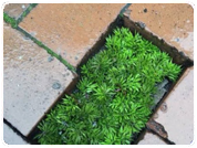 Grow Green With Sarvang